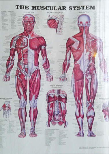 Muskler.jpg